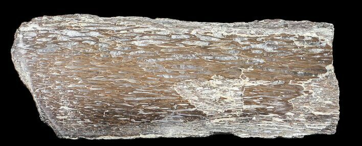Polished Pliosaur (Liopleurodon) Bone - England #53466
